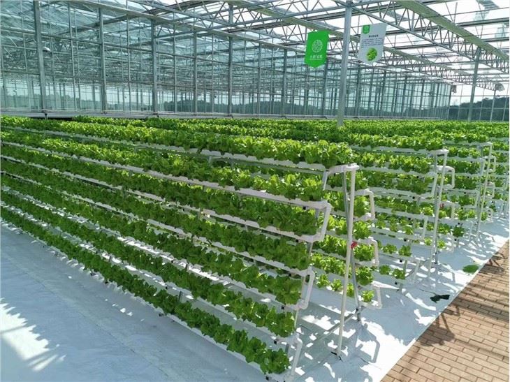 Hydroponic Growing Agricultural Greenhouse