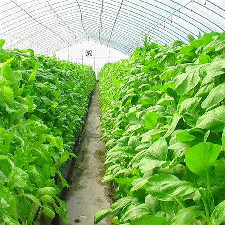 Aeroponics Hydroponics China