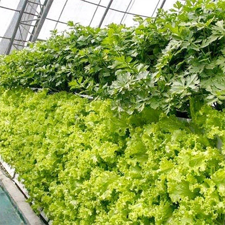 Aeroponics Hydroponics JianDa