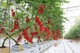 GreenHouses Vnitřní zemědělství