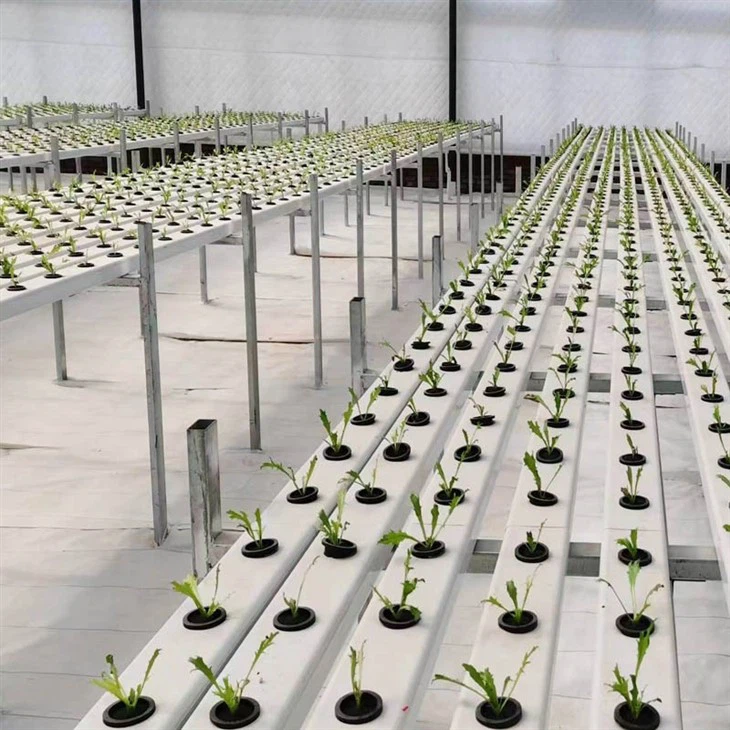 VENLO GREENHOUSE