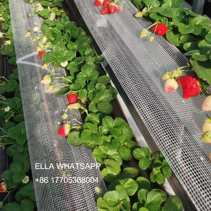 Strawberry Cultivation With Planting Gutter in The Greenhouse